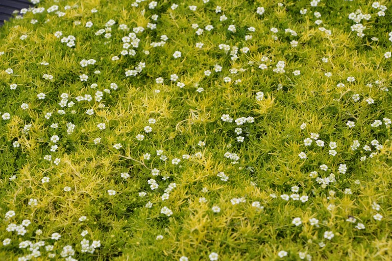 Sagina subulata 'Aurea' (Gelbblättriges Garten-Mastkraut)