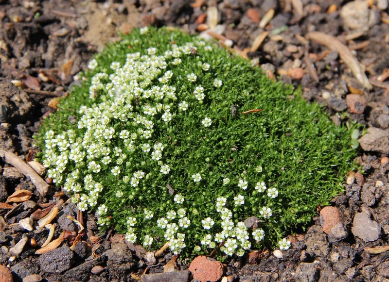 Sagina subulata (Pfriemen-Mastkraut)