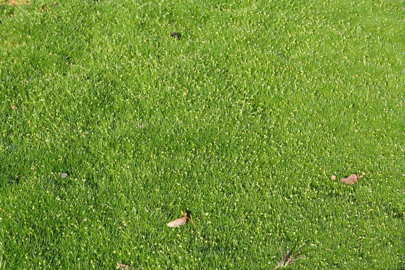 Sagina subulata (Pfriemen-Mastkraut)