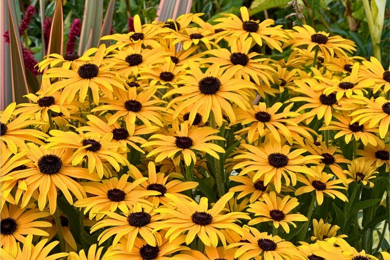 Rudbeckia 'Glitters like Gold' (Garten-Sonnenhut)