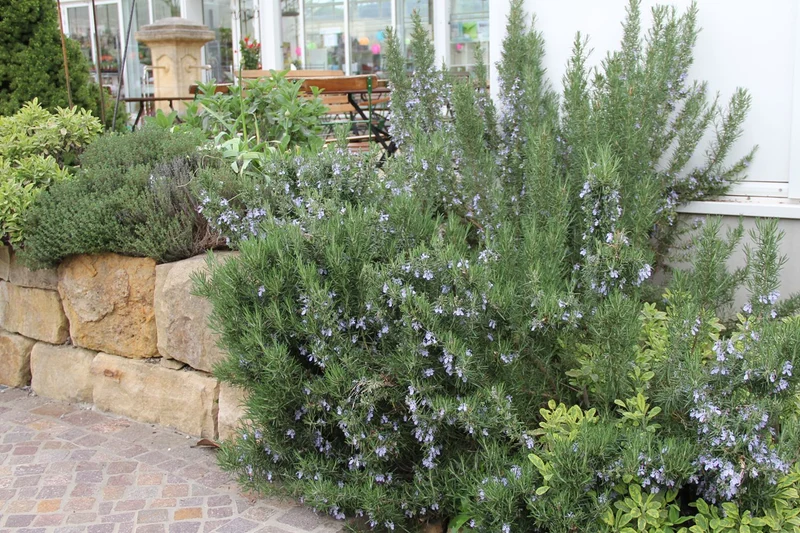 Rosmarinus officinalis 'Arp' (Rosmarin)