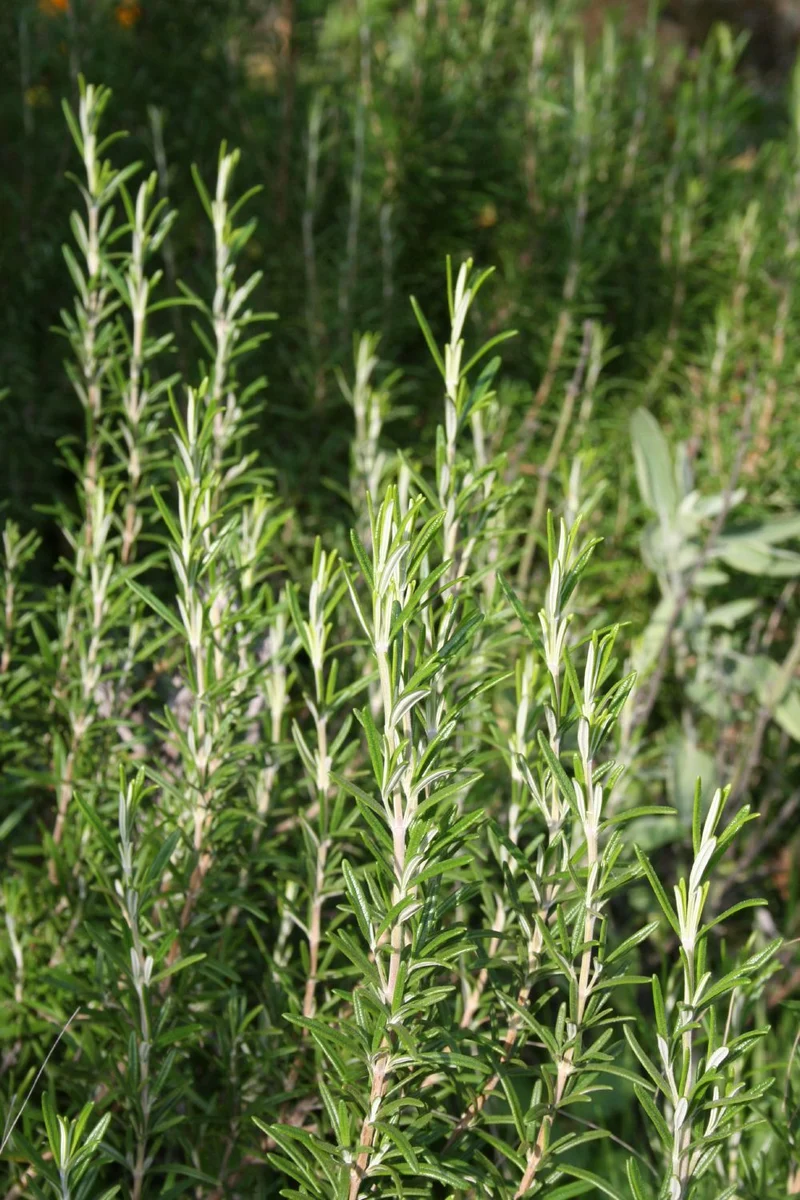 Rosmarinus officinalis 'Arp' (Rosmarin)
