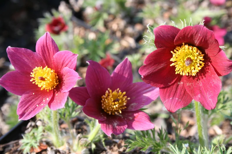 Pulsatilla vulgaris 'Rubra' (Rotblühende Kuhschelle | Küchenschelle)