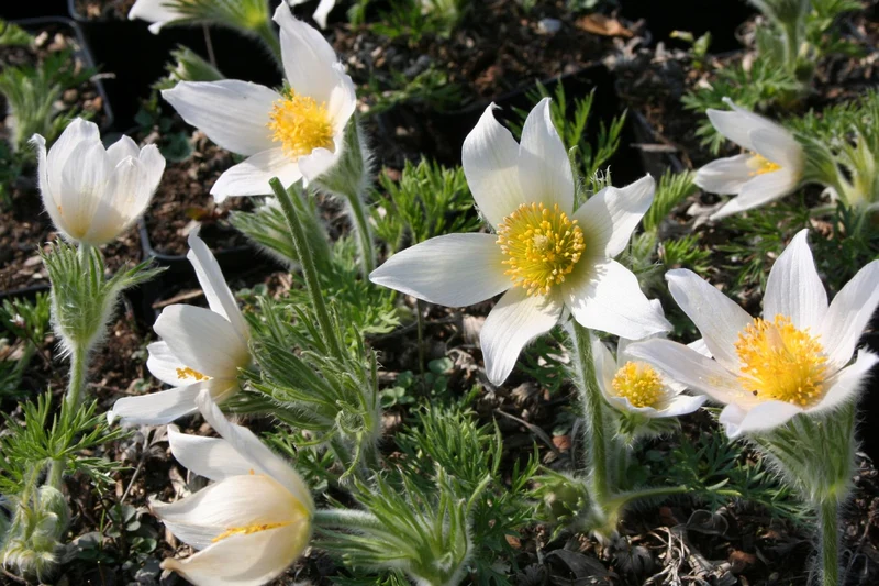 Pulsatilla vulgaris 'Alba' (Weißblühende Kuhschelle | Küchenschelle)