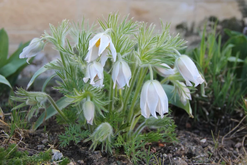Pulsatilla vulgaris 'Alba' (Weißblühende Kuhschelle | Küchenschelle)
