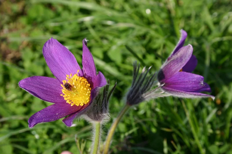 Pulsatilla vulgaris (Küchenschelle | Kuhschelle)