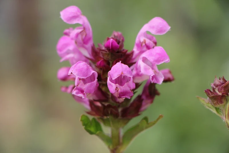 Prunella grandiflora 'Rubra' (Großblütige Braunelle)