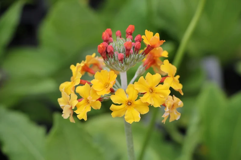 Primula x bullesiana (Etagen-Schlüsselblume)