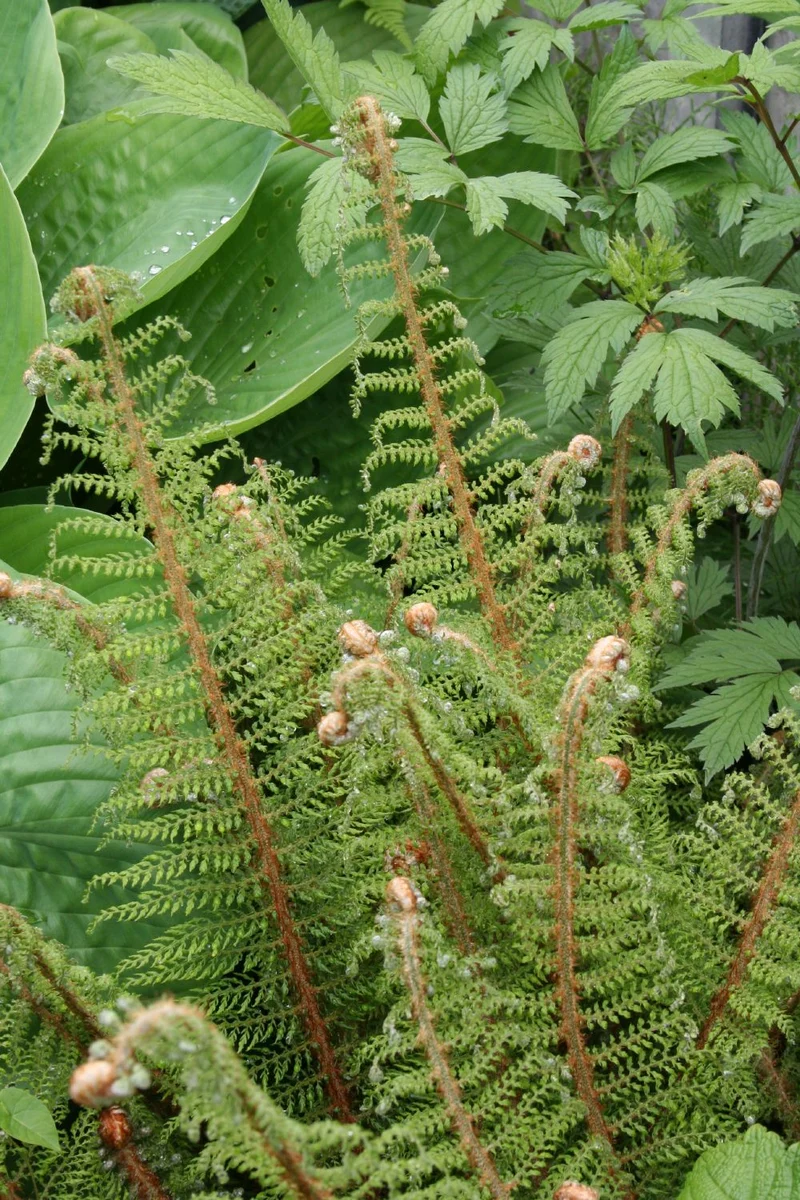 Polystichum setiferum 'Proliferum' (Schmaler Garten-Filigranfarn)