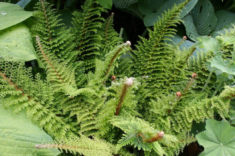 Polystichum setiferum 'Plumosum Densum' (Flaumfederfarn | Filigranfarn)