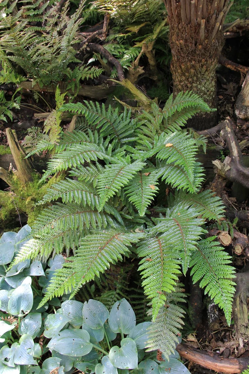 Polystichum aculeatum (Glanz-Schildfarn)