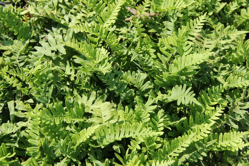 Polypodium vulgare (Engelsüß, Gemeiner Tüpfelfarn)
