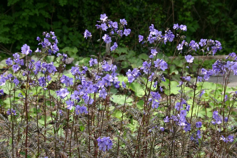 Polemonium yezoense 'Bressingham Purple' (Garten-Jakobsleiter)