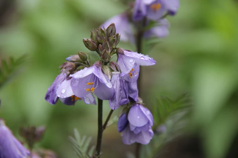 Polemonium yezoense 'Bressingham Purple' (Garten-Jakobsleiter)