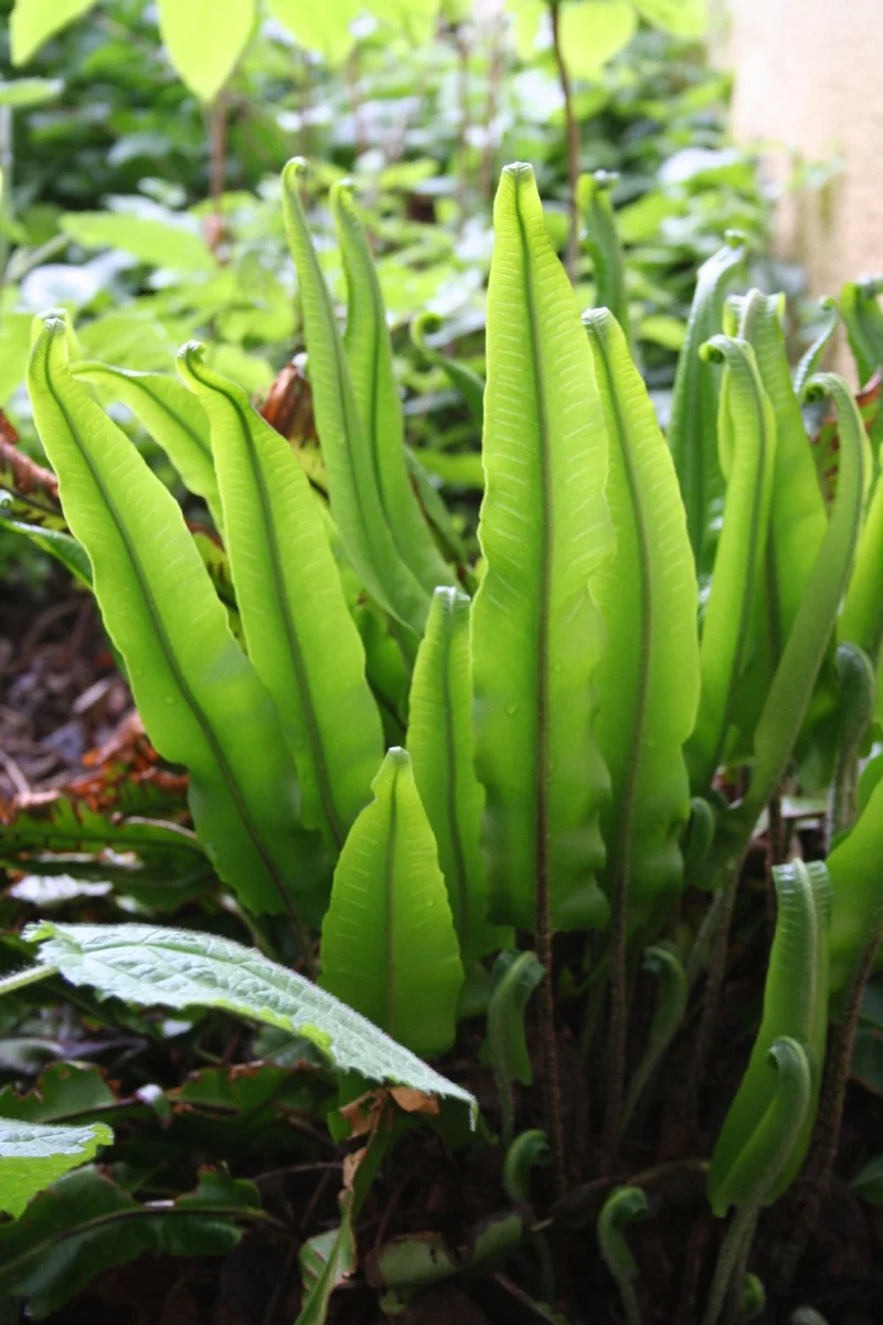 Phyllitis scolopendrium (Hirschzungenfarn)