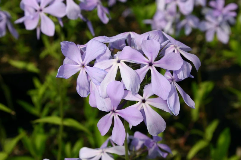 Phlox divaricata 'Clouds of Perfume' (Garten-Flammenblume)