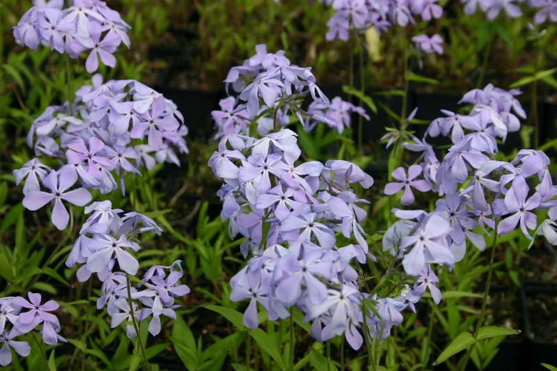 Phlox divaricata 'Clouds of Perfume' (Garten-Flammenblume)