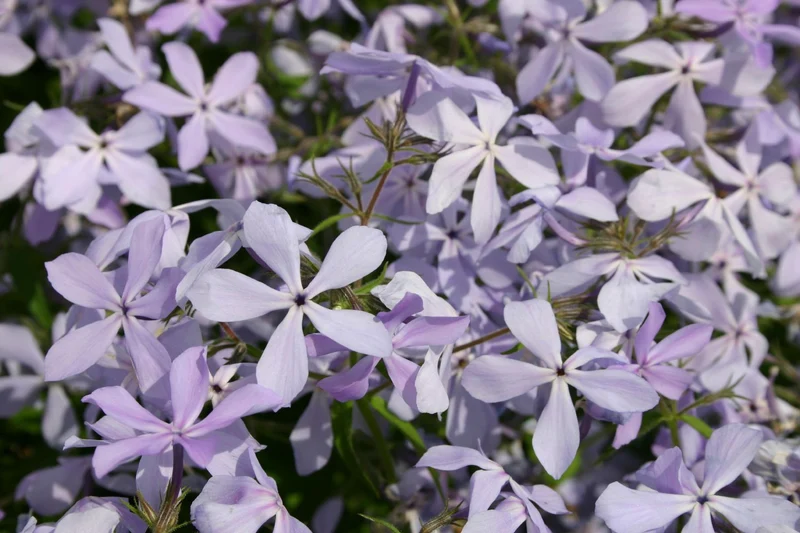 Phlox divaricata 'Clouds of Perfume' (Garten-Flammenblume)