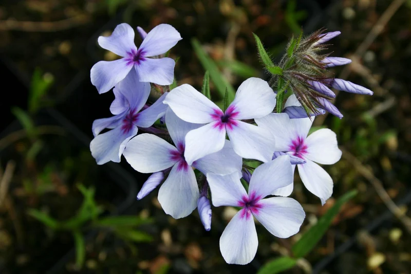 Phlox divaricata 'Chattahoochee' (Garten-Flammenblume)