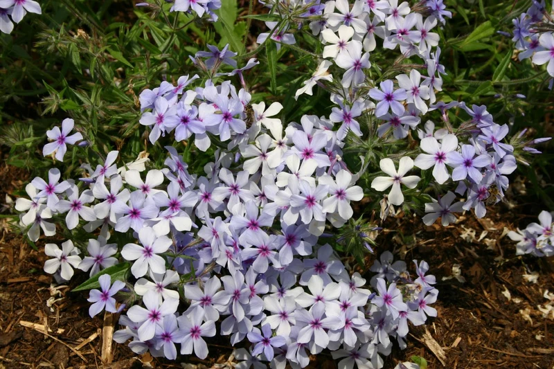 Phlox divaricata 'Chattahoochee' (Garten-Flammenblume)