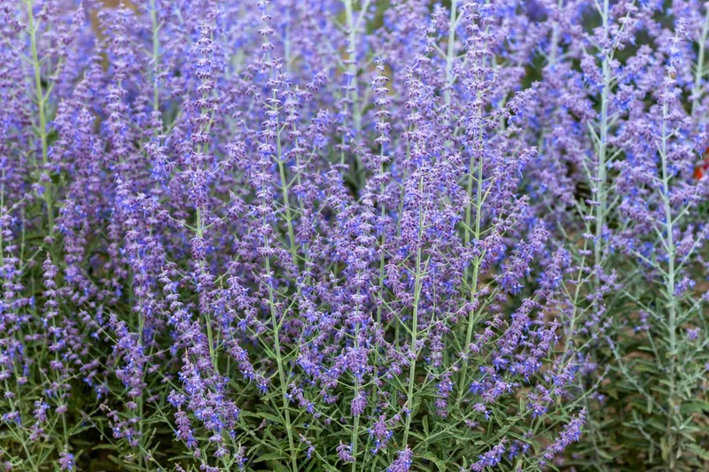Perovskia atriplicifolia 'Jelena' (Blauraute)