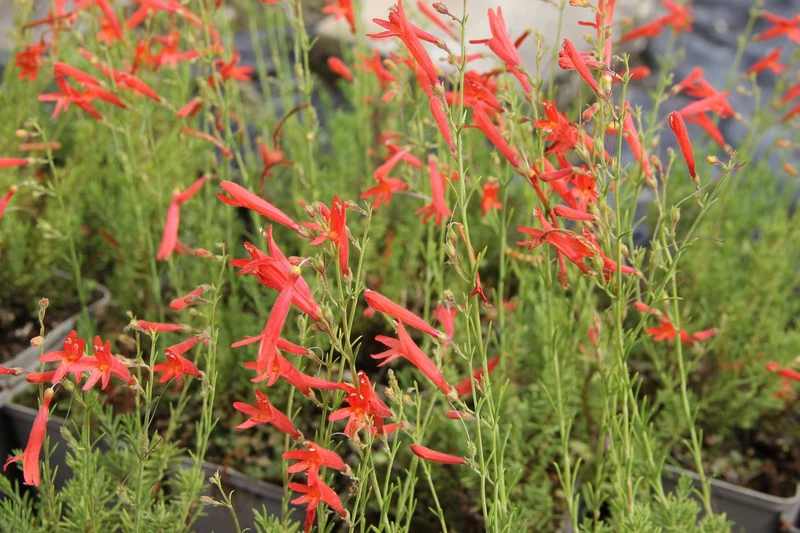 Penstemon pinifolius (Kiefernblättriger Bartfaden)