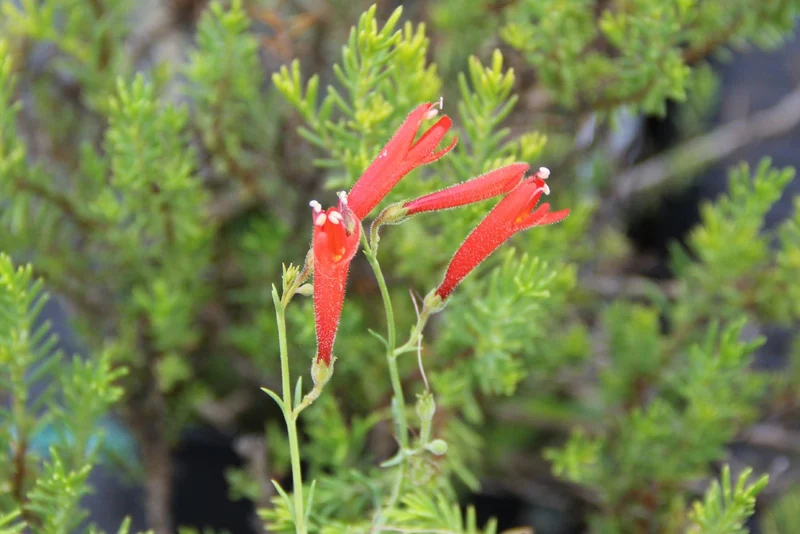 Penstemon pinifolius (Kiefernblättriger Bartfaden)