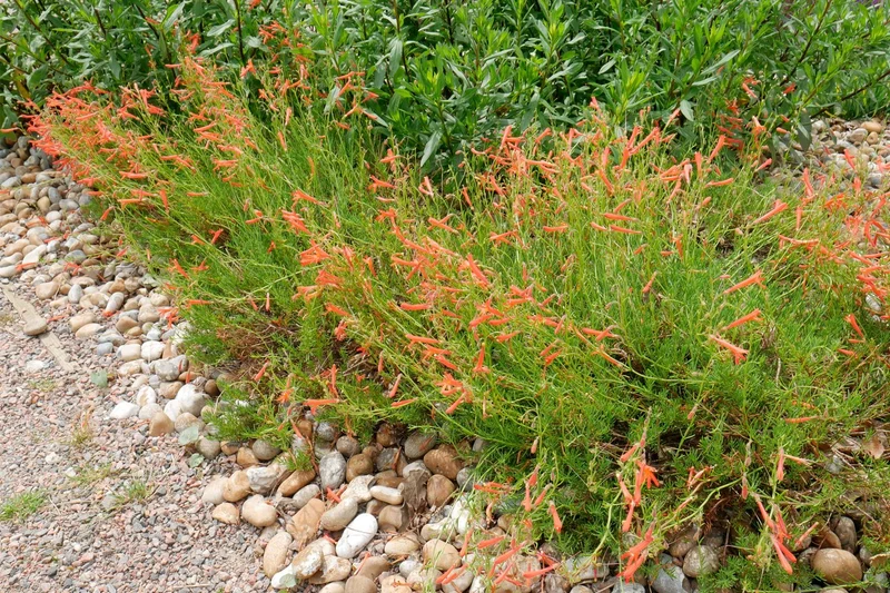 Penstemon pinifolius (Kiefernblättriger Bartfaden)