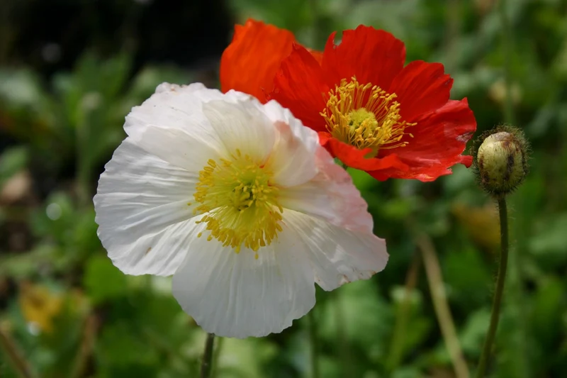 Papaver nudicaule 'Gartenzwerg' (Zwergiger Garten-Mohn)