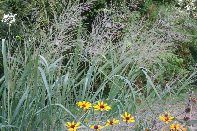 Panicum virgatum 'Dallas Blues' (Rutenhirse)
