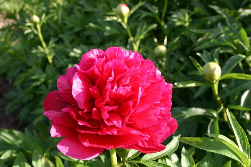 Paeonia officinalis 'Rubra Plena' (Bauerngarten-Pfingstrose)