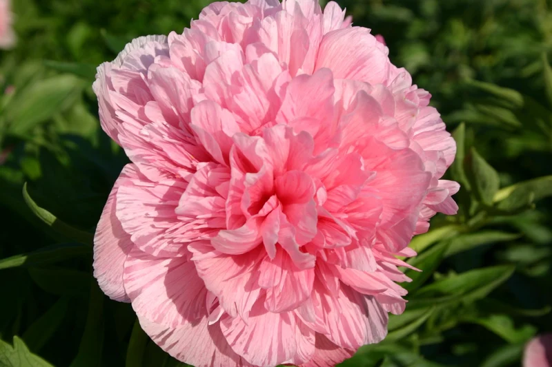 Paeonia officinalis 'Rosea Plena' (Bauerngarten-Pfingstrose)