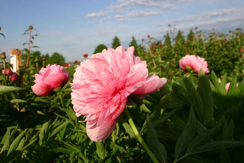 Paeonia officinalis 'Rosea Plena' (Bauerngarten-Pfingstrose)