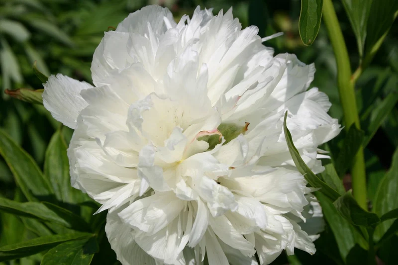 Paeonia officinalis 'Alba Plena' (Bauerngarten-Pfingstrose)