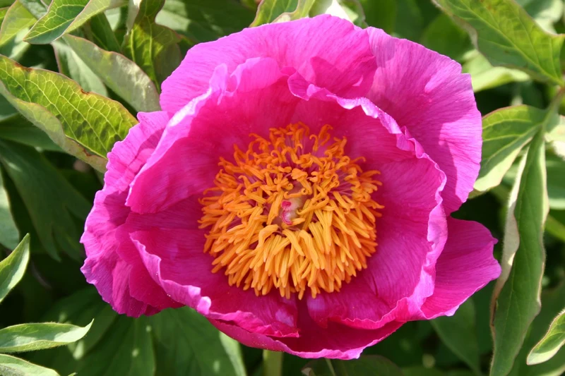 Paeonia mollis (Weiche Pfingstrose)