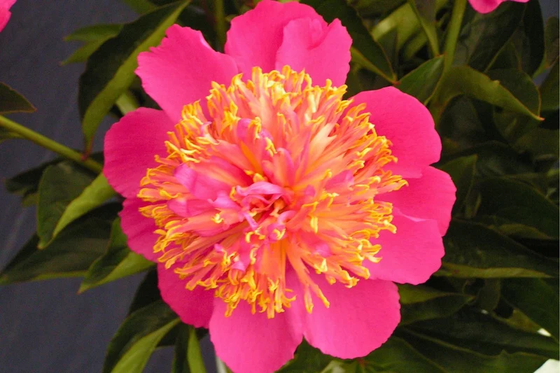 Paeonia lactiflora 'Tom Eckhardt' (Staudenpfingstrose)