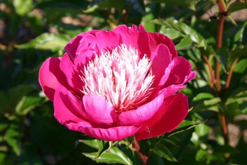 Paeonia lactiflora 'White Cap' (Staudenpfingstrose)