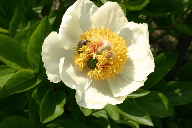 Paeonia lactiflora 'Starlight' (Staudenpfingstrose)
