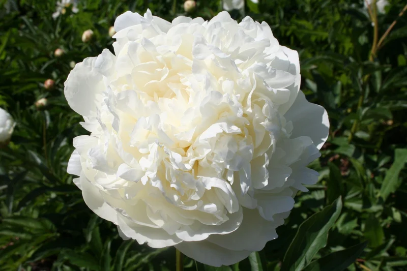 Paeonia lactiflora 'Sister Margret' (Edelpfingstrose)
