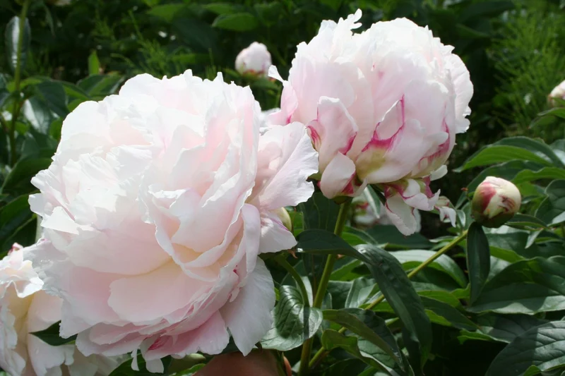 Paeonia lactiflora 'Shirley Temple' (Staudenpfingstrose)