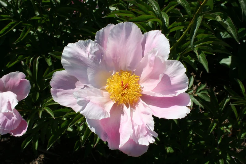 Paeonia lactiflora 'Sea Shell' (Garten-Pfingstrose)