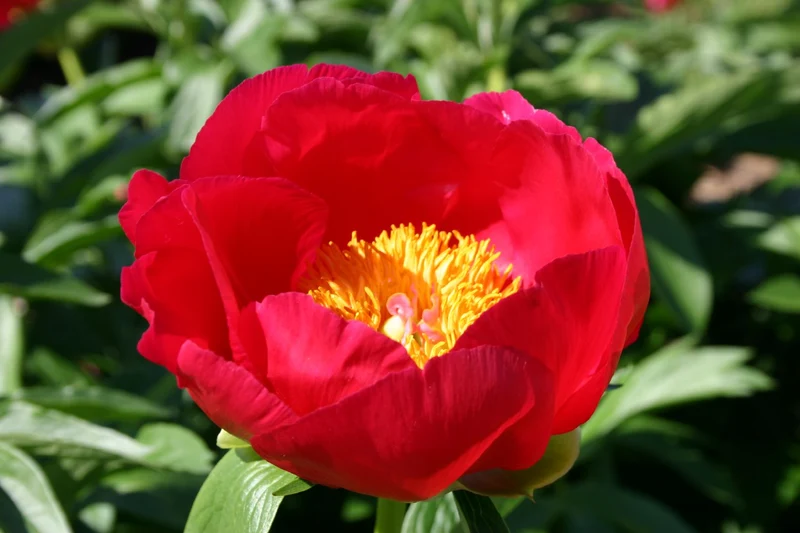 Paeonia lactiflora 'Scarlet O'Hara' (Staudenpfingstrose)