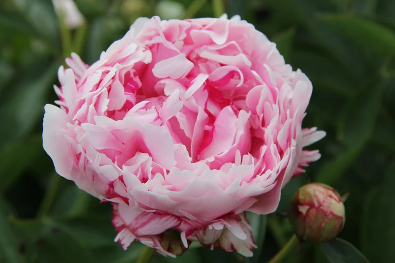 Paeonia lactiflora 'Reine Hortense' (Staudenpfingstrose)