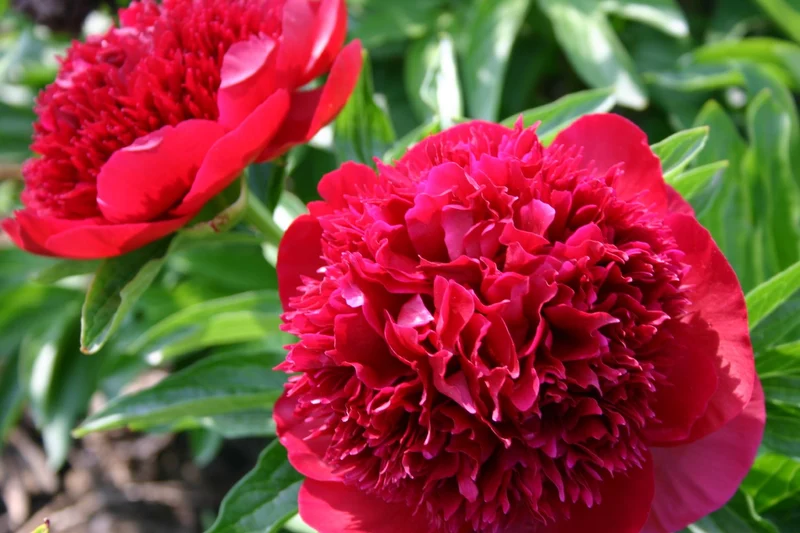 Paeonia lactiflora 'Red Charm' (Staudenpfingstrose)