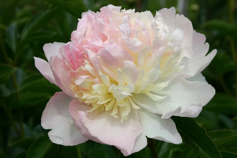 Paeonia lactiflora 'Raspberry Sundae' (Staudenpfingstrose)