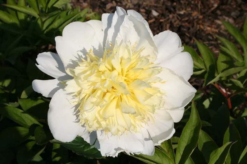 Paeonia lactiflora 'Primevère' (Staudenpfingstrose)