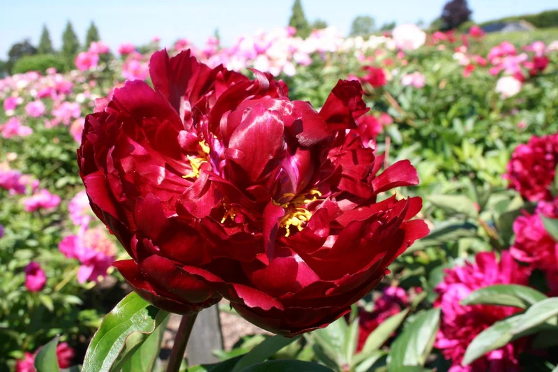 Paeonia lactiflora 'Philipp Rivoire' (Staudenpfingstrose)