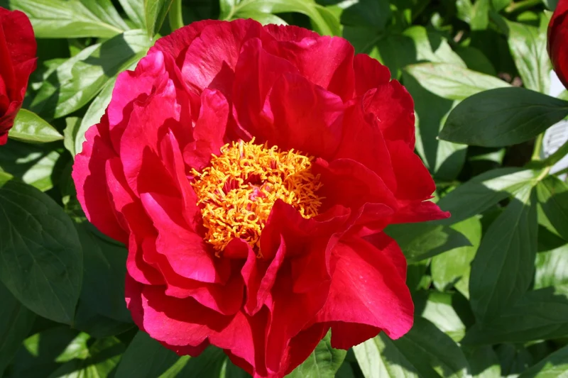 Paeonia lactiflora 'Postillion' (Staudenpfingstrose)