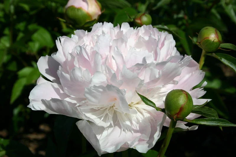 Paeonia lactiflora 'Noemie Demay' (Staudenpfingstrose)