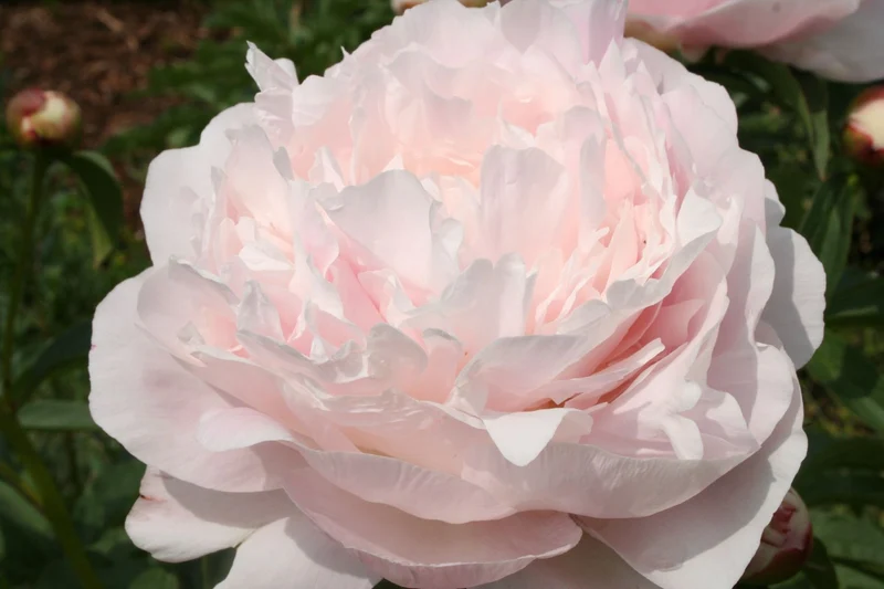 Paeonia lactiflora 'Nancy Nora' (Staudenpfingstrose)